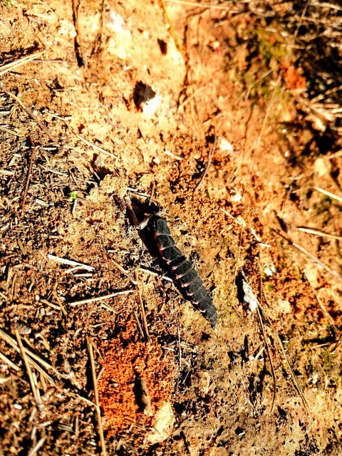 worm