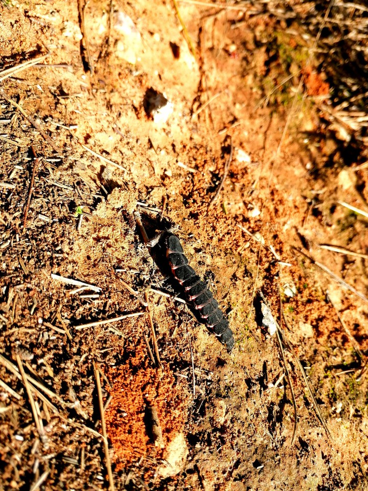 worm