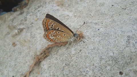 The beautiful butterfly