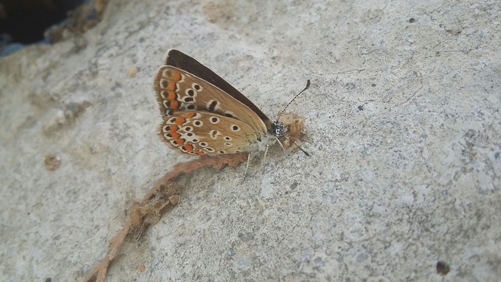 The beautiful butterfly
