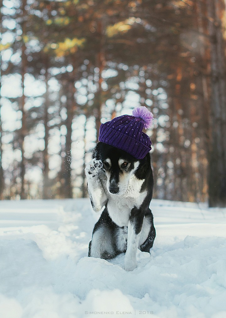 Снежный пес. Собака