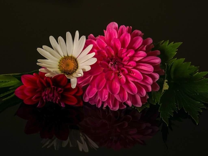 Flora