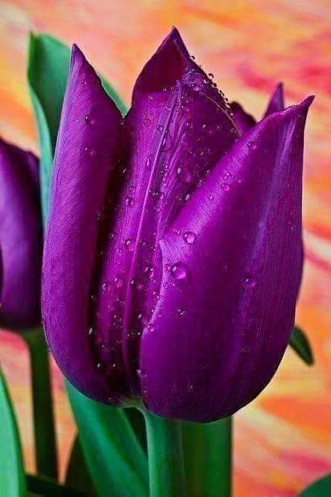 Tulip
