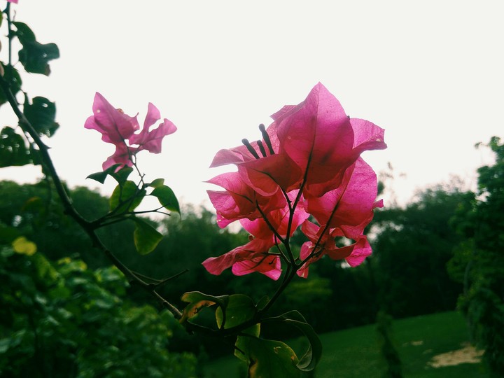 blossom