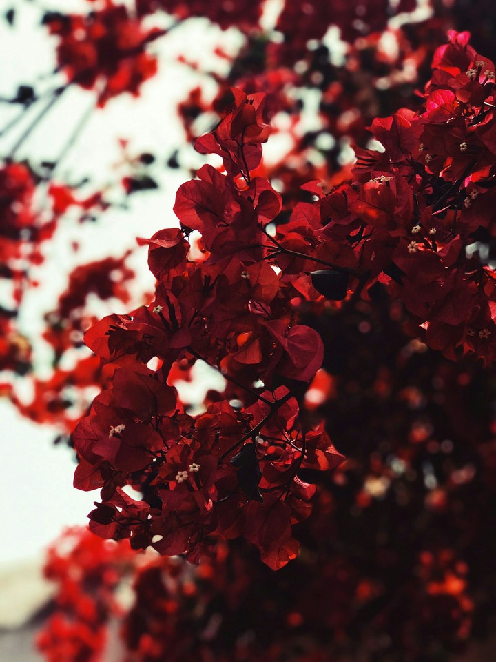 red flowers