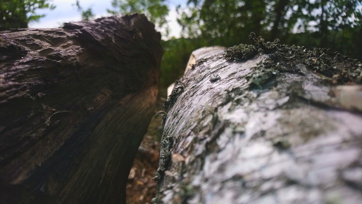 Day of forest