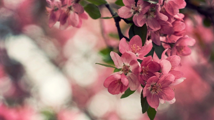 cherry blossom ?