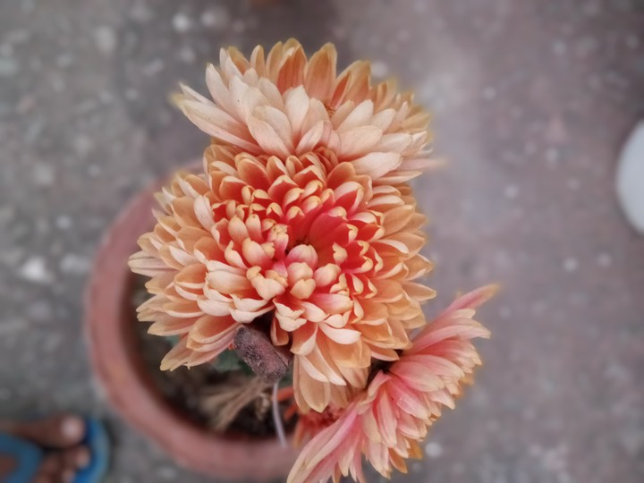 beautiful flower