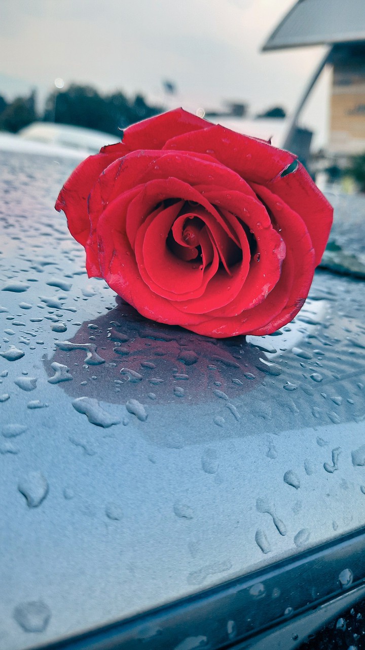 rain & rose; a perfect combo