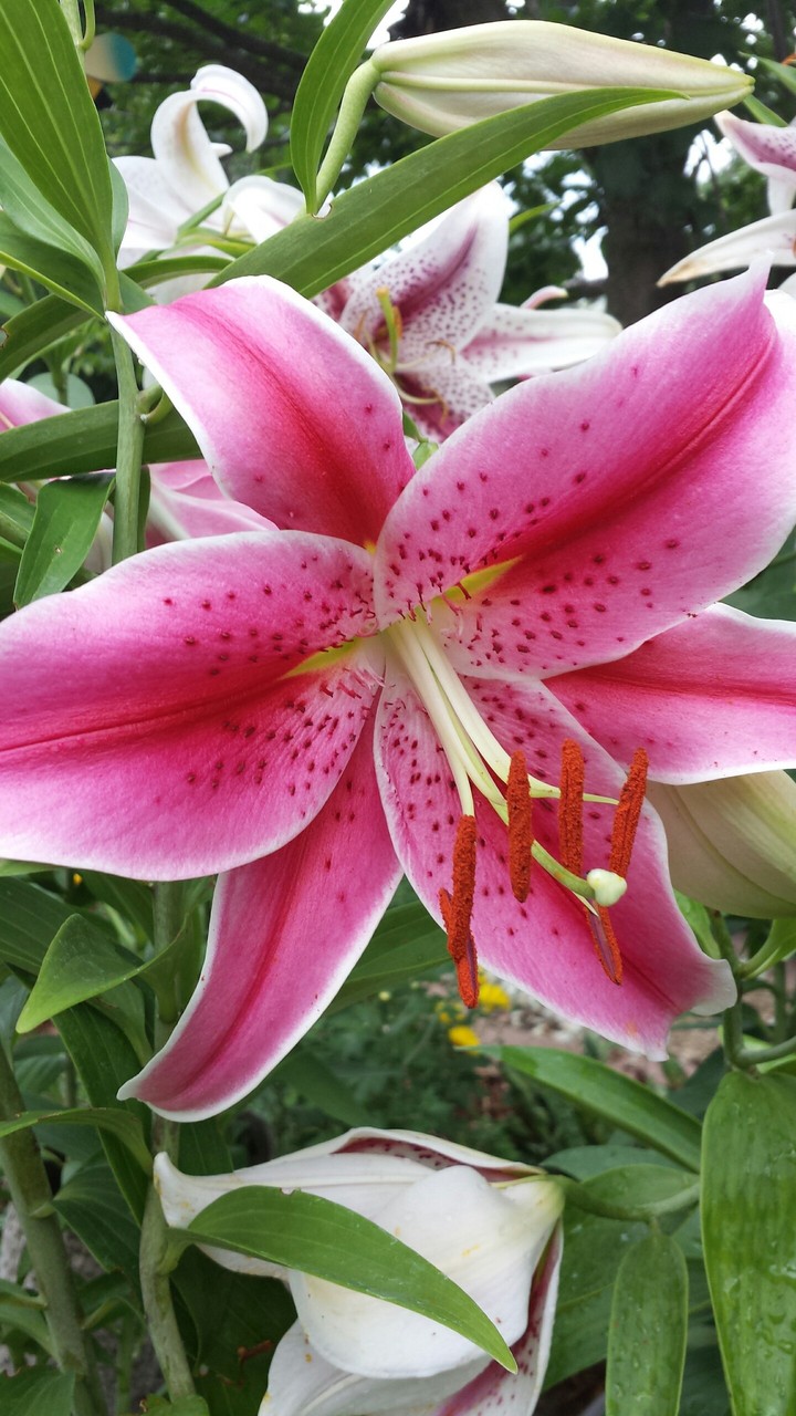 flower