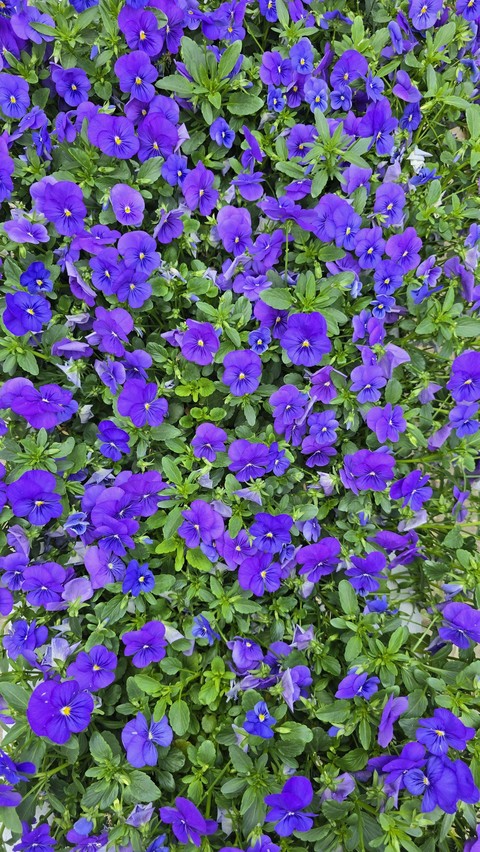 ταπετσαρίες bellflowers, violaceae