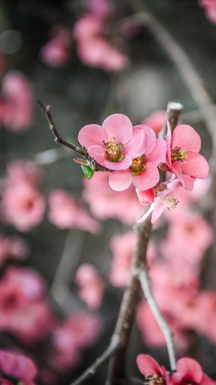 Beautifull flowers 