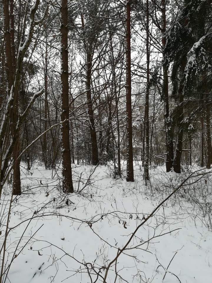 Snowy forest