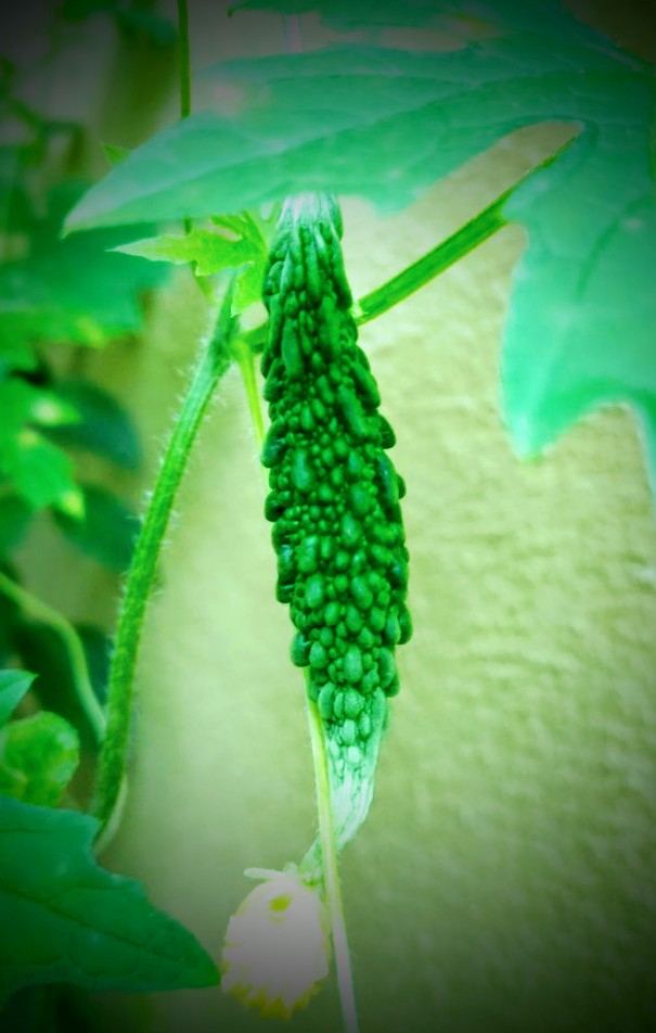 a tropical vine