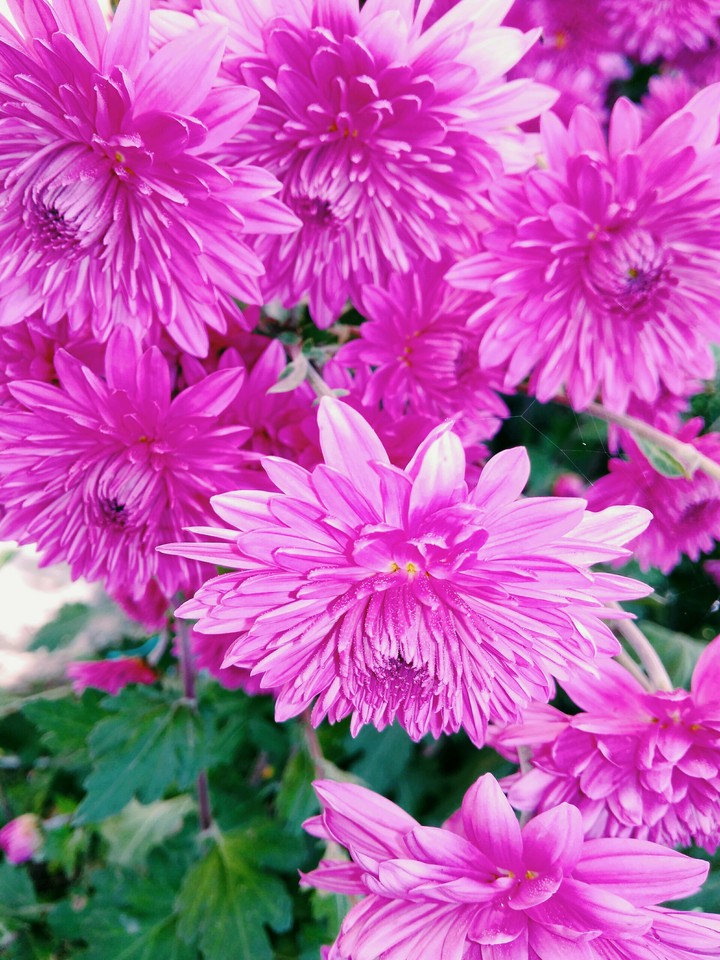 autumn flowers