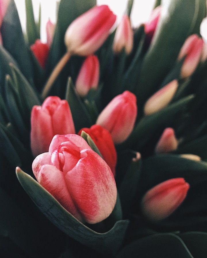 flowers ?