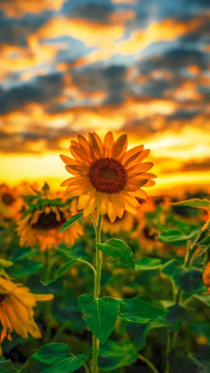 SUNFLOWER GOLDEN SKY