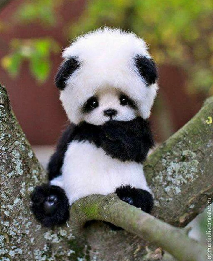 panda