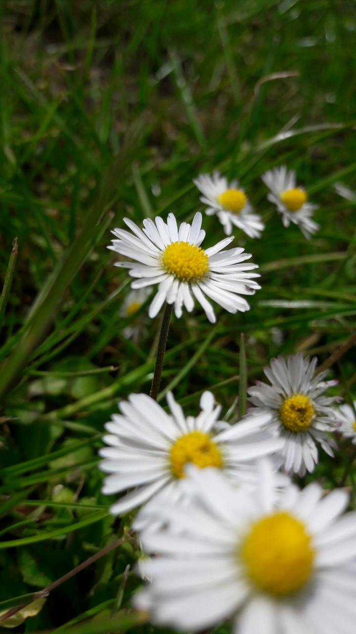Daisy family