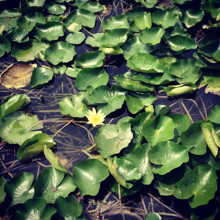 lotus