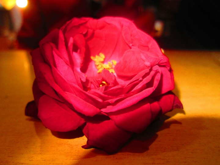 the red rose