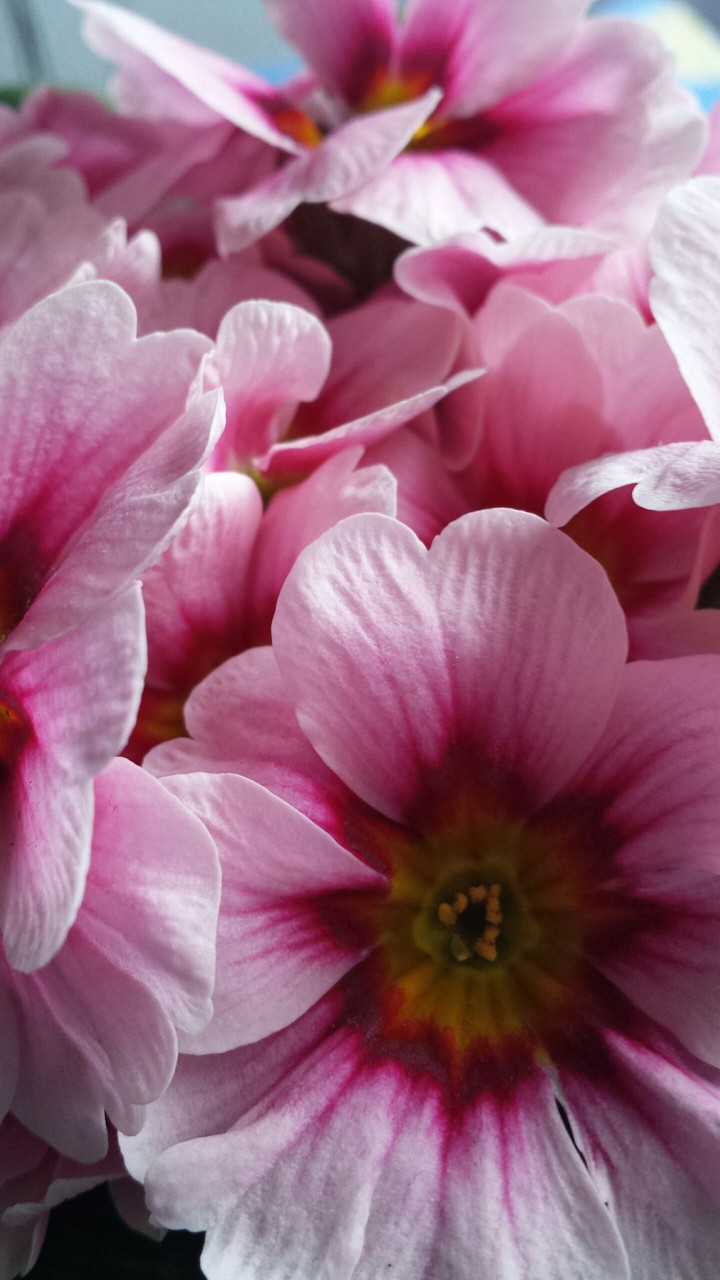 Flower Power