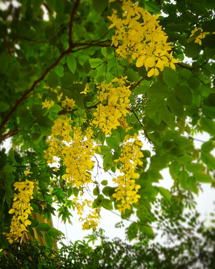 Yellow Flowers.