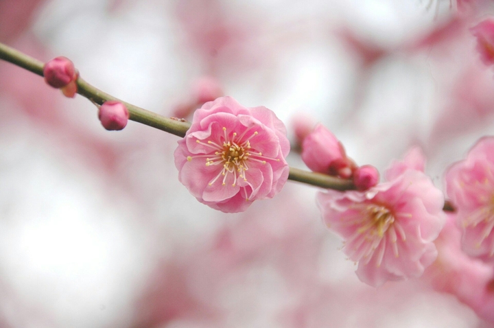 Spring Is Coming❤❤❤
