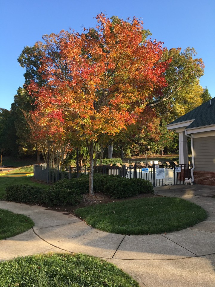 Fall