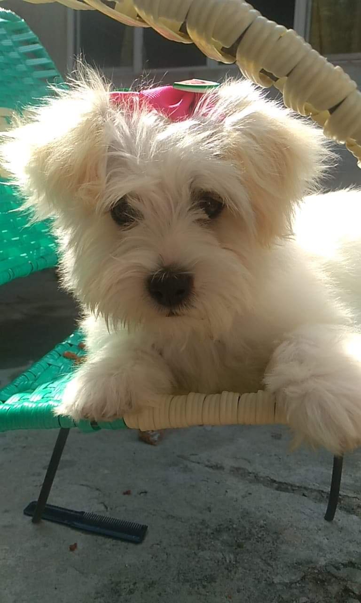 cachorros