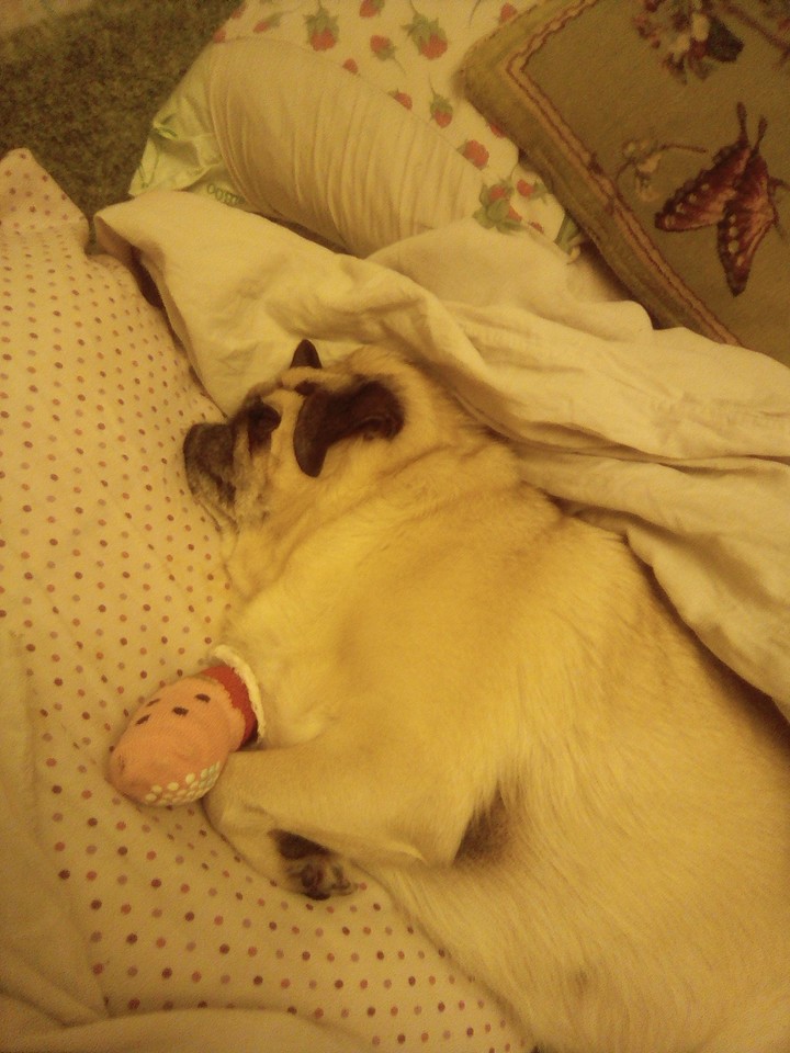 puggod very ill