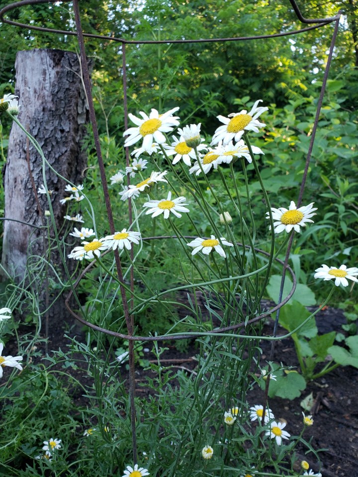 Tanacetum cinerariifolium, 제충국