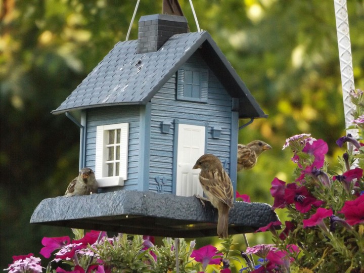 Three Little Birds