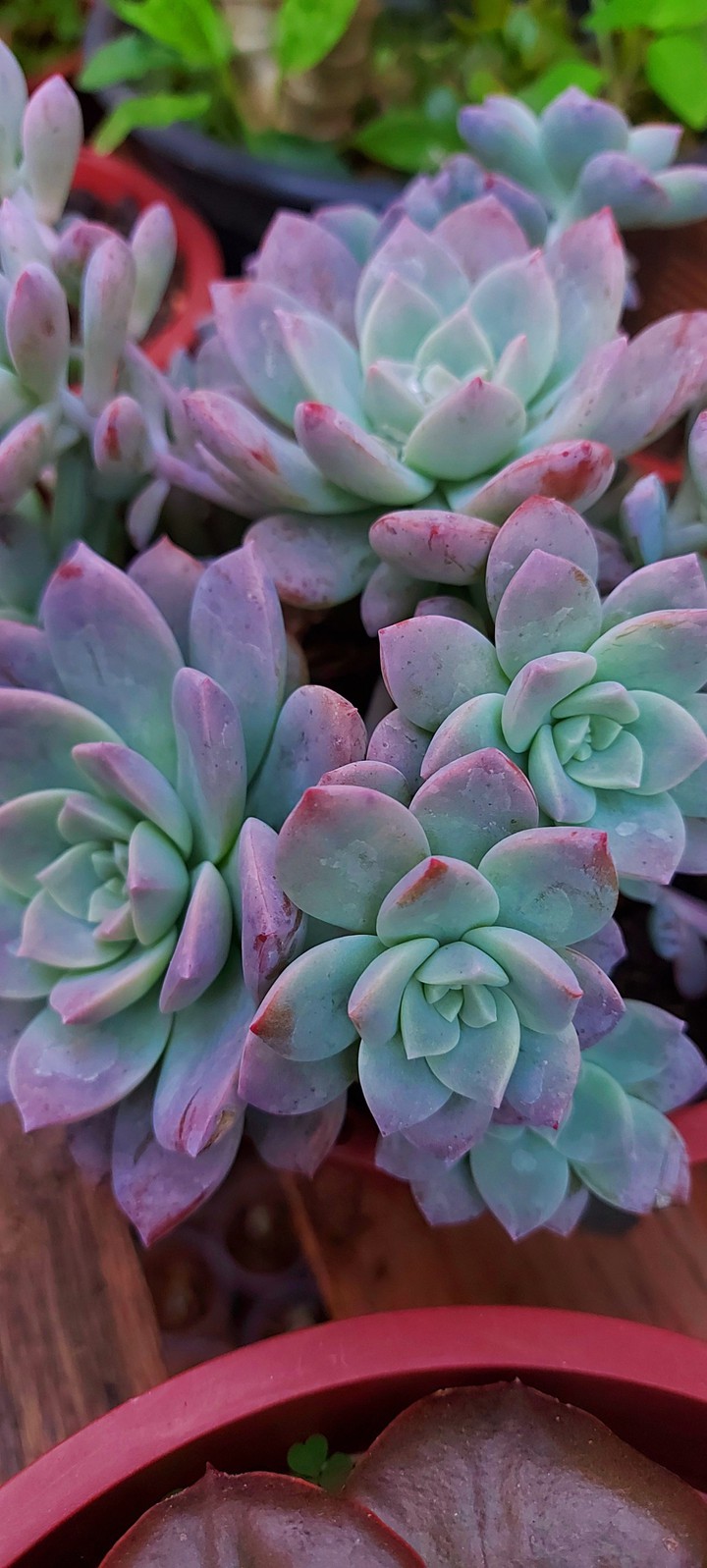 colorful succulents
