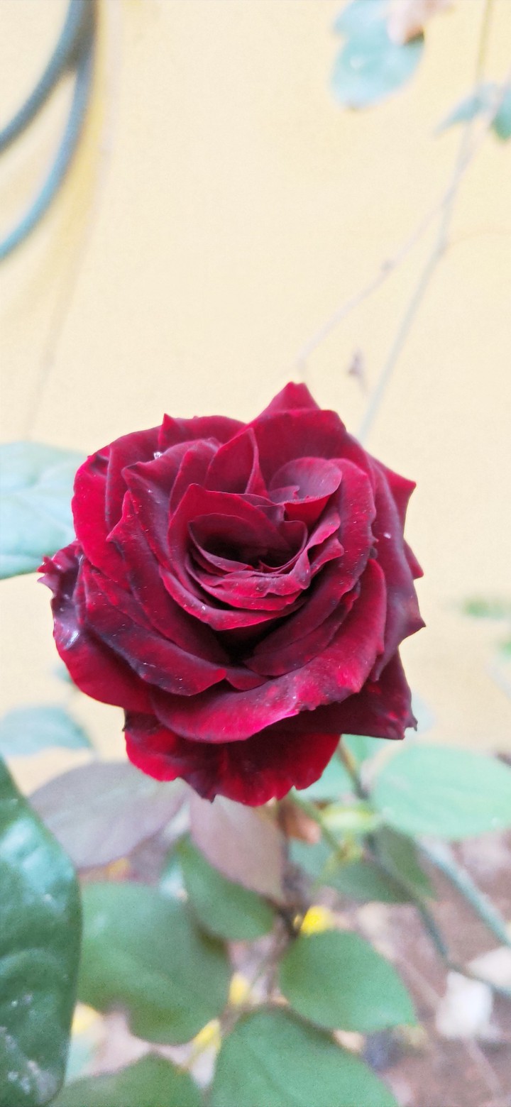 maroon rose