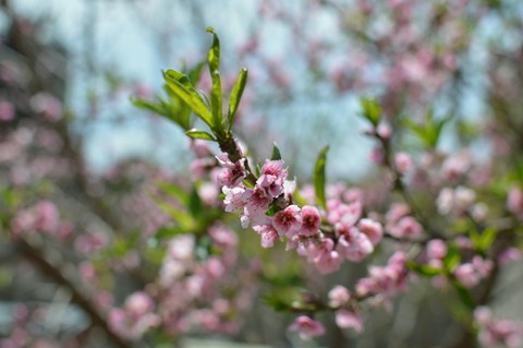 Small Sakura