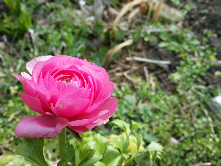 Flower
