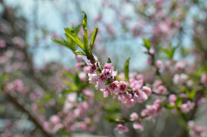 Small Sakura