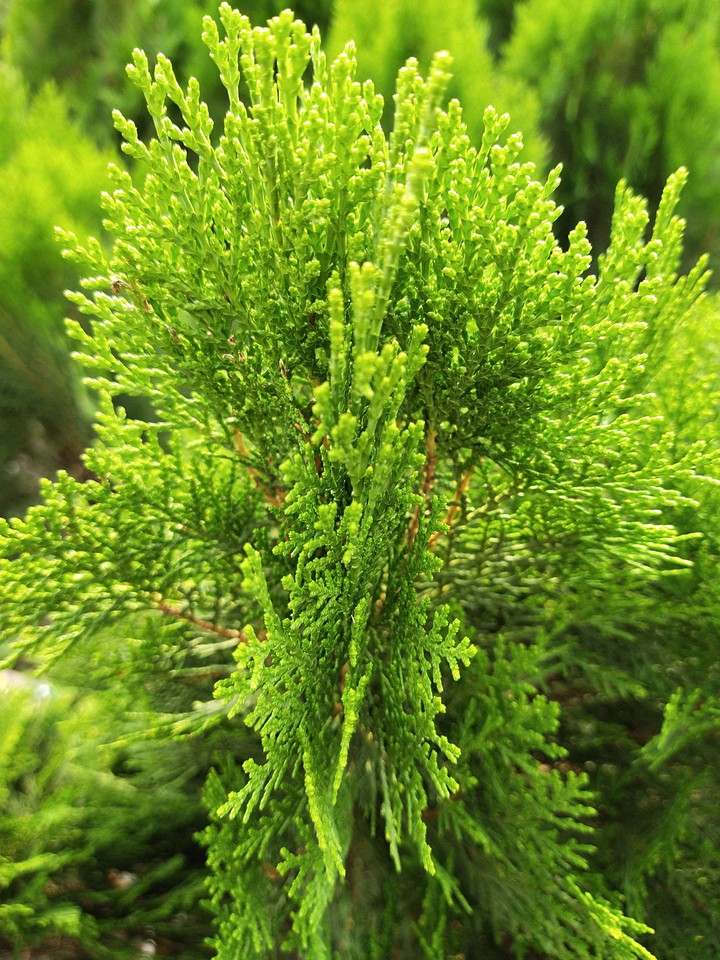 green tree