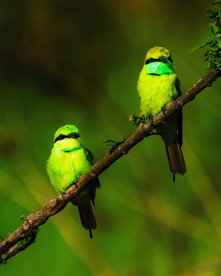 Green bee eater couple