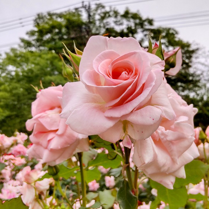 与野公園のバラ園