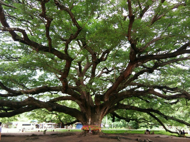 branches