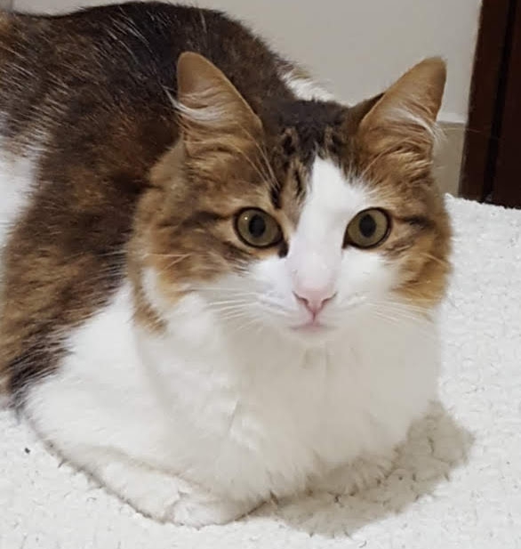 Lorenzo