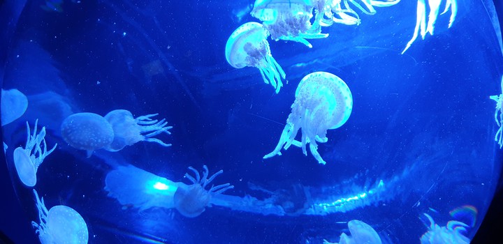 jellyfish
