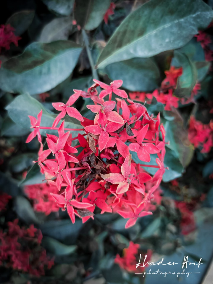 bunch of red flowers