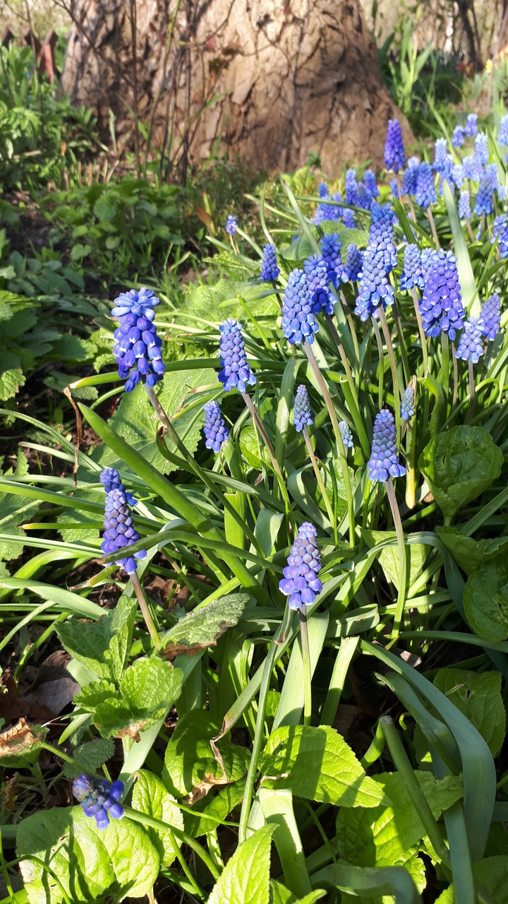 flowers