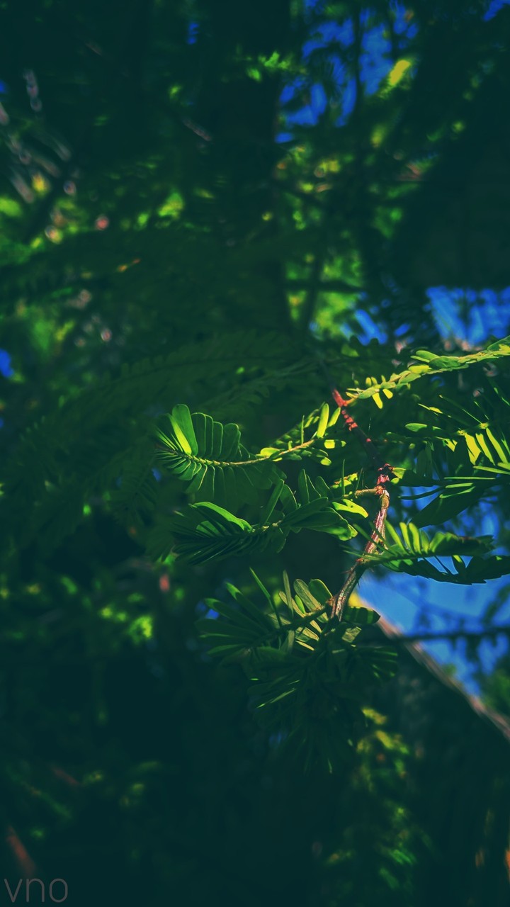 green leaves
