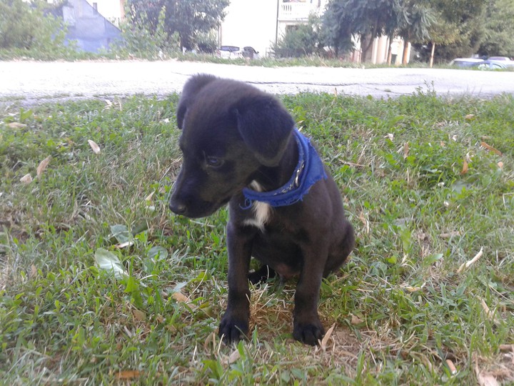 dog
