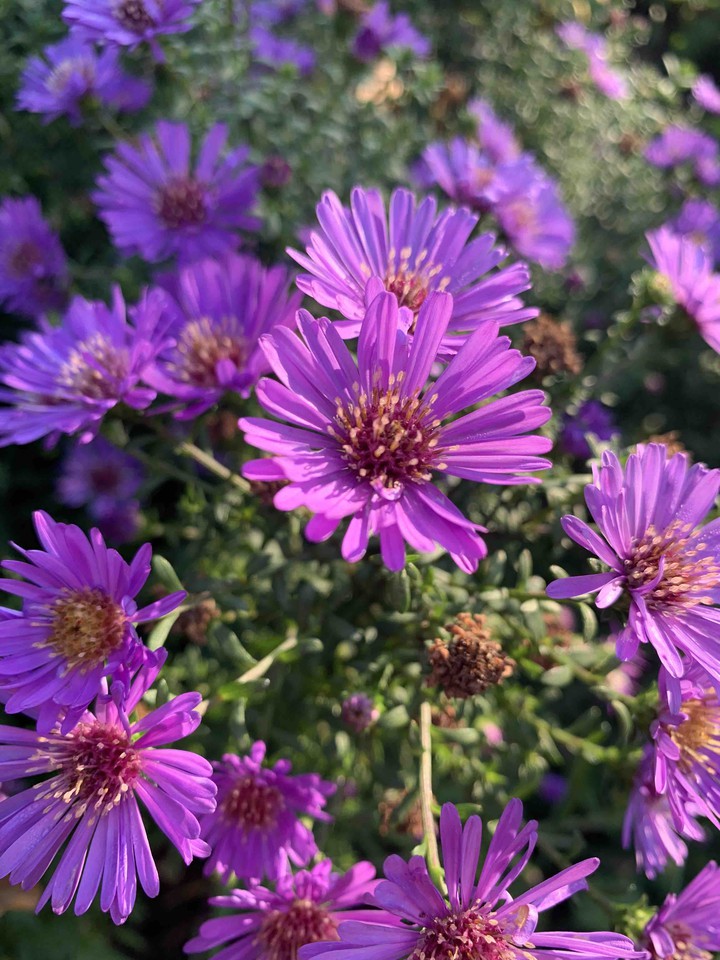 purple