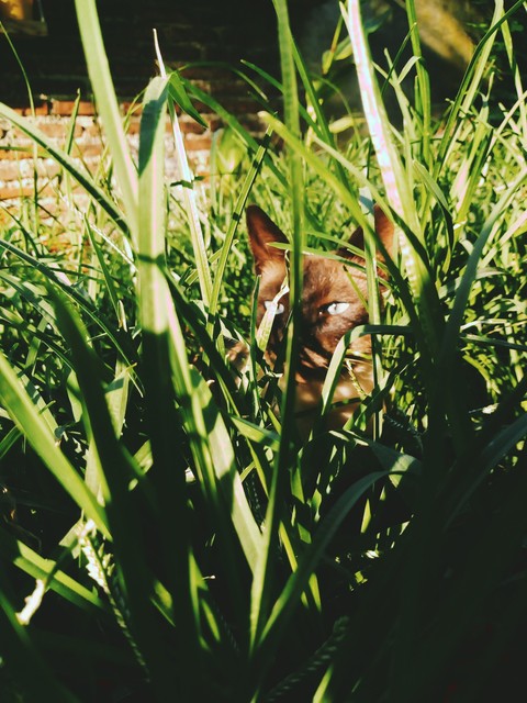 my baby cat